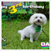 Copyright Darwin Pet Spa 2012